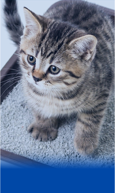 猫砂颗粒生产